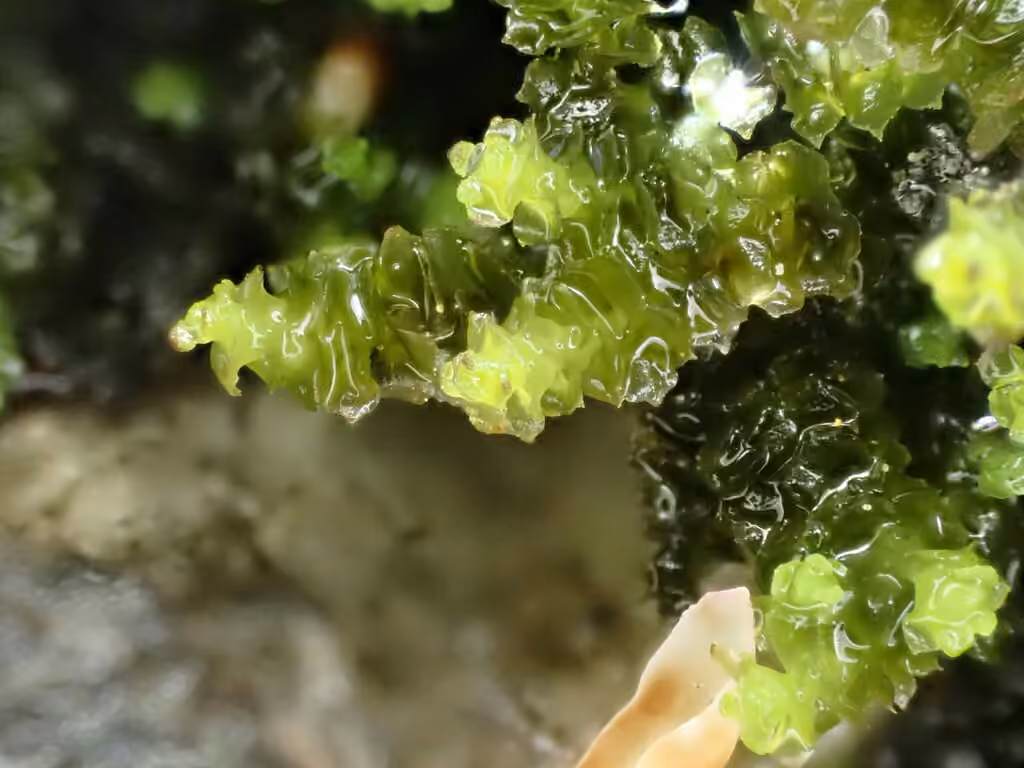 Scapanie à pointes acérées, photo 2 sur 5