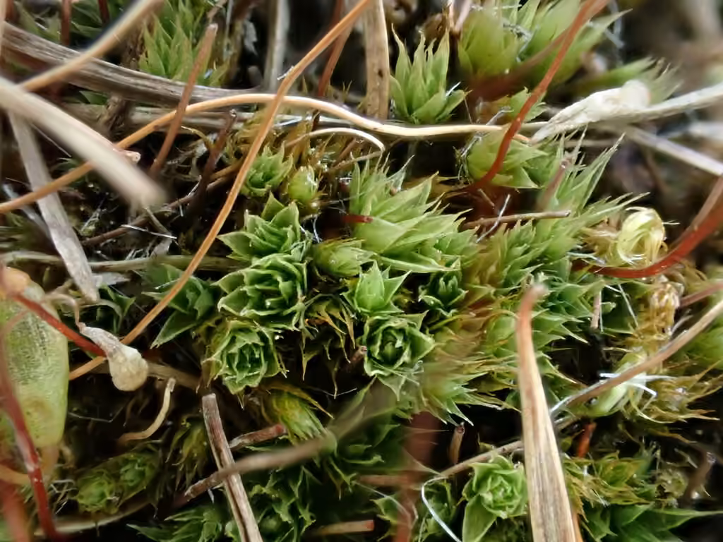Bryum pâlissant, photo 3 sur 5