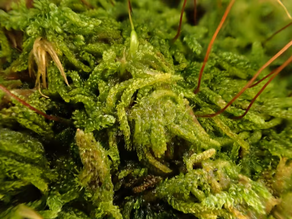 Lesser plait moss, photo 3 of 5