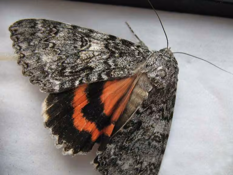Once-married Underwing, photo 3 of 5