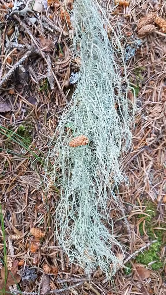 Usnée filipendule, photo 3 sur 5