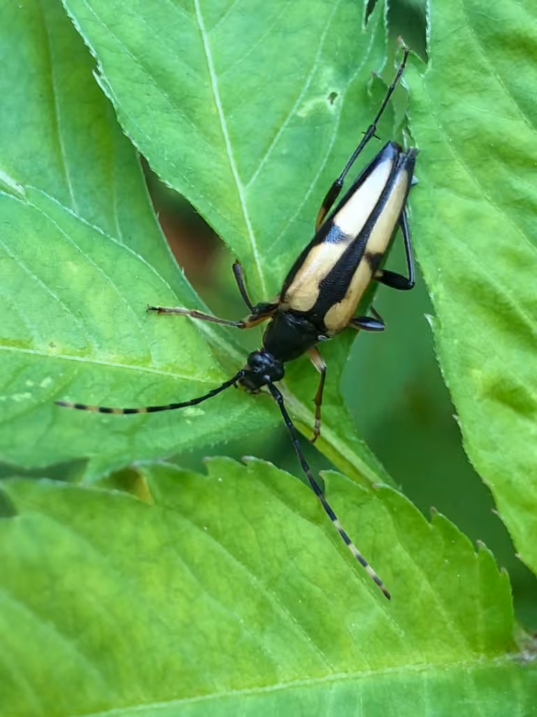 Hemlock Long-horned Beetle, Adult