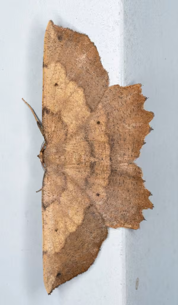 muzaria euchlaena moth, Adult