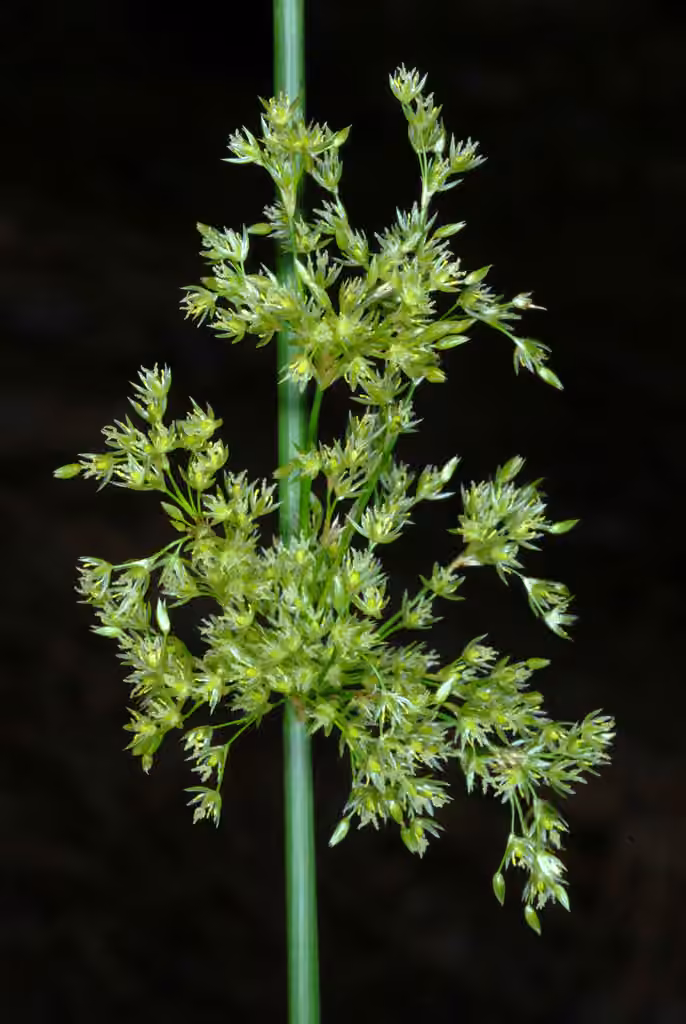 Common rush, In flower