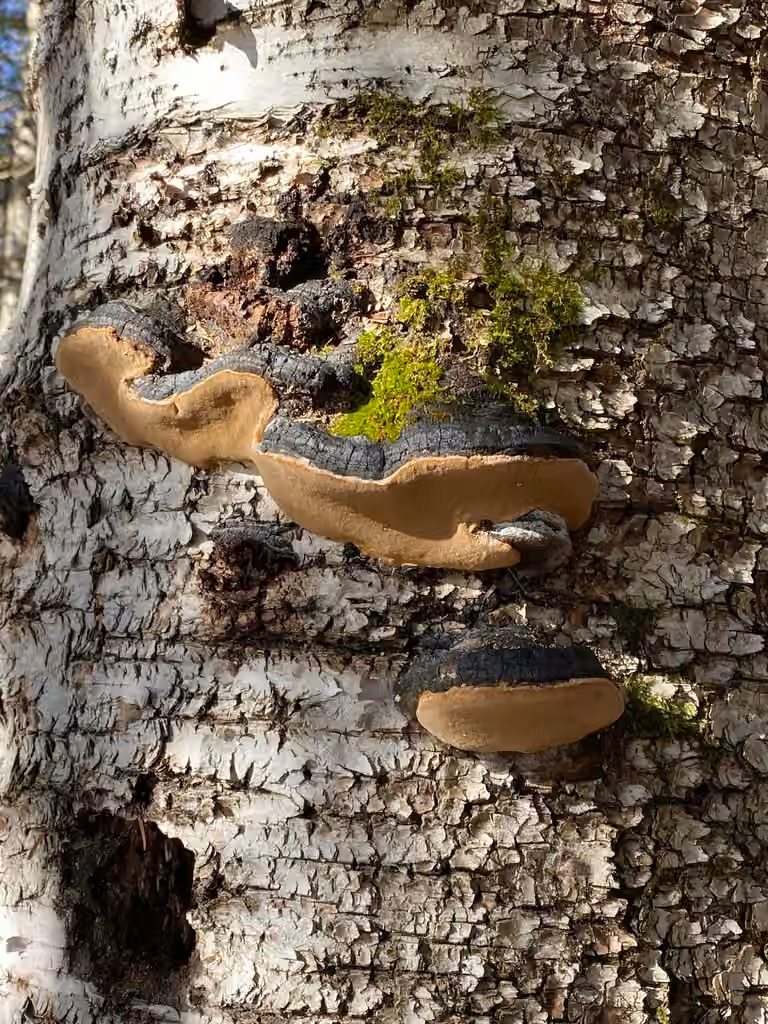 Polypore de Lundell, photo 1 sur 5