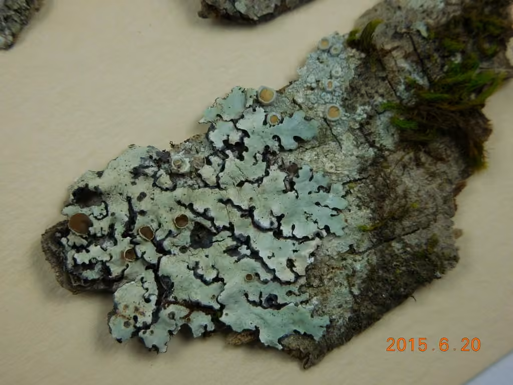 Fringed Shield Lichen, photo 3 of 5