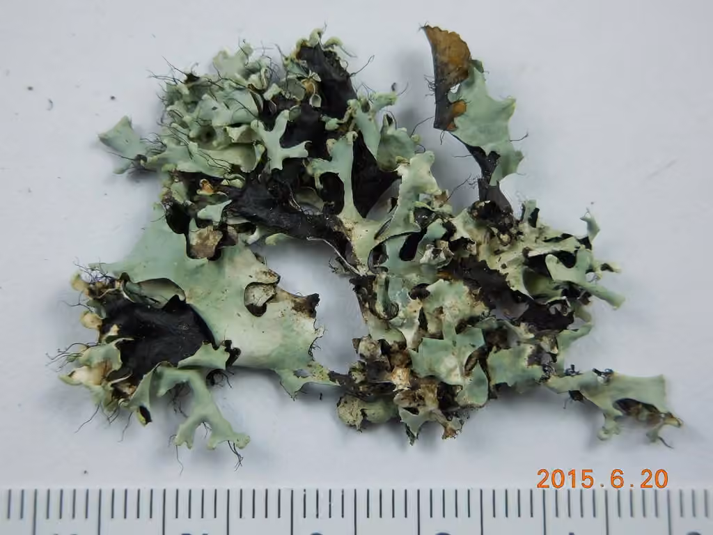 Black Stone Flower, photo 2 of 5