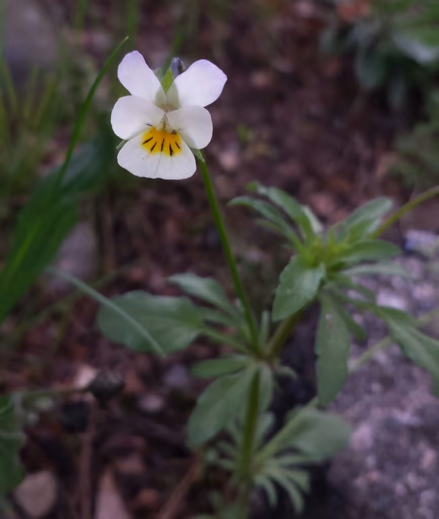 European field pansy, In flower