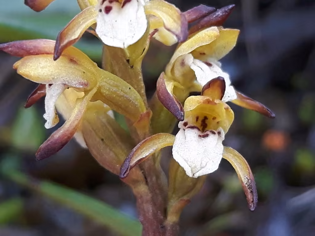Corallorhize trifide, En fleurs