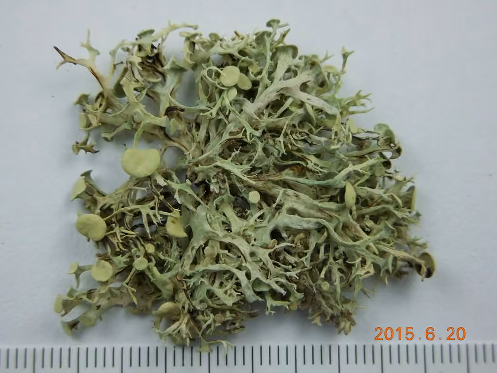 Ramaline déchirée
