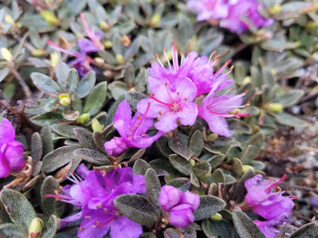 Lapland rosebay