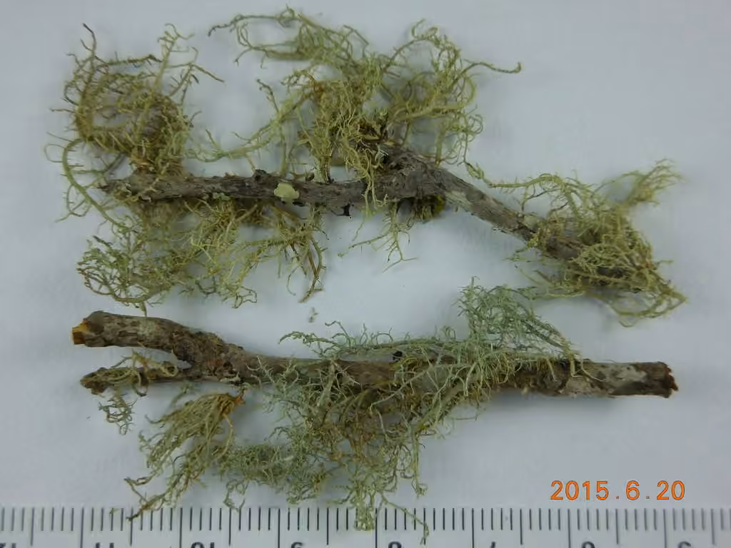 Beard lichen, photo 1 of 5
