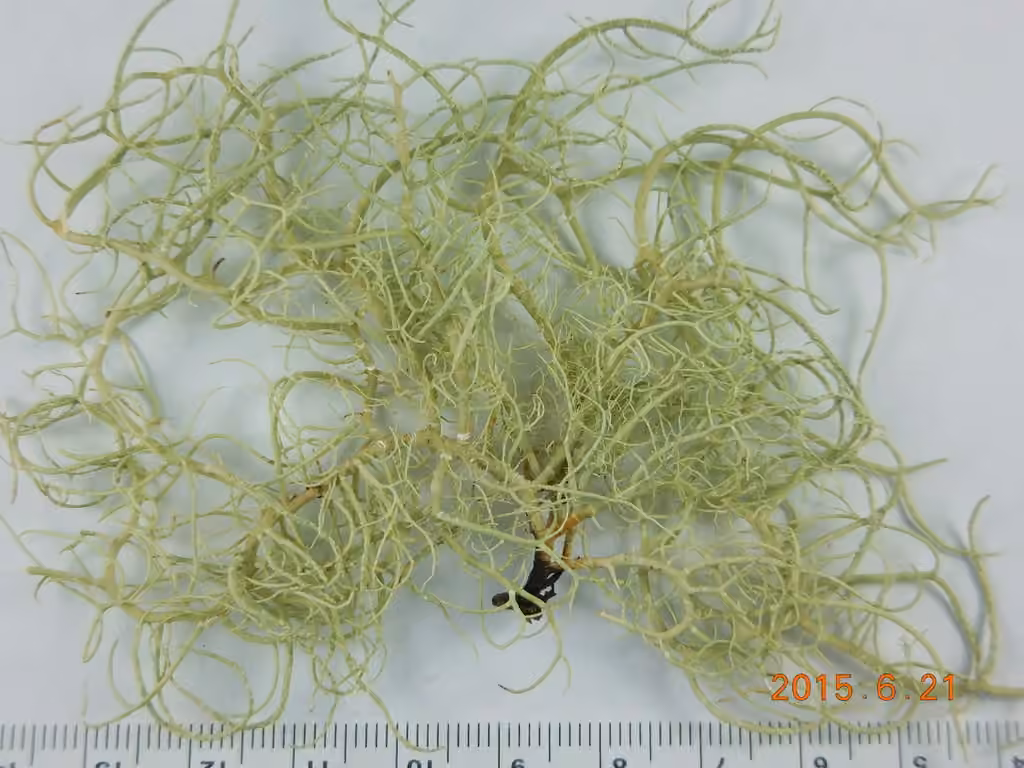 Boreal Beard Lichen, photo 2 of 5