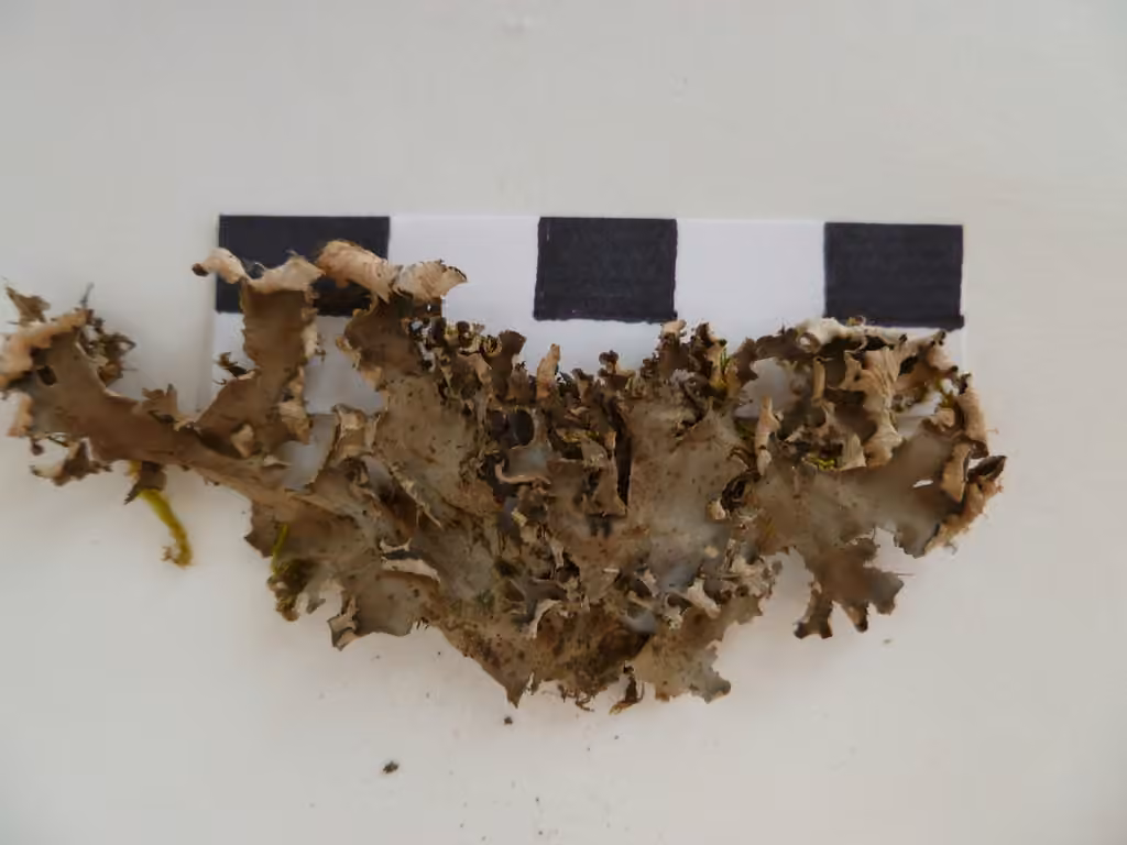 Bluish dog-lichen, photo 2 of 5