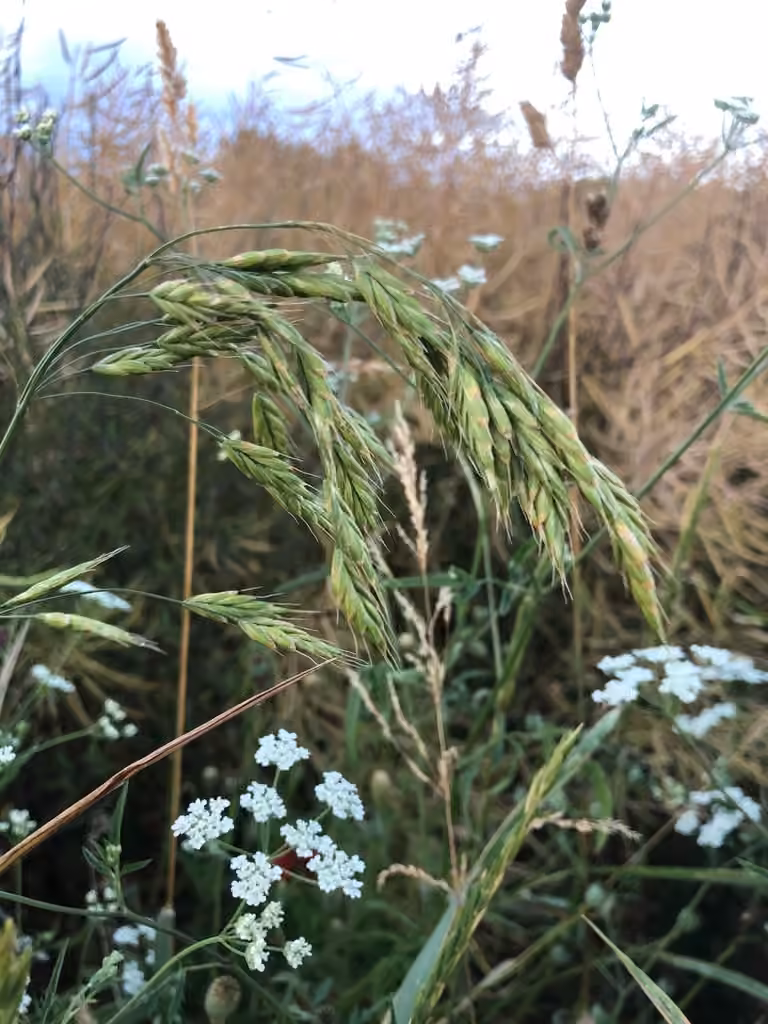 Rye brome, In flower
