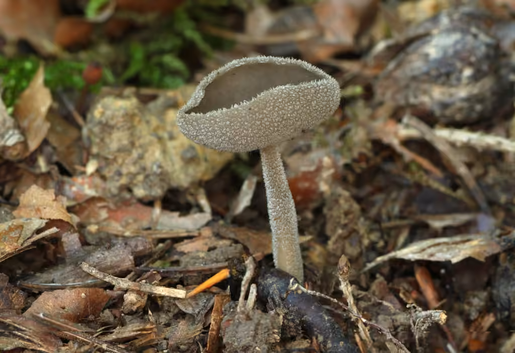 Helvelle à long pied