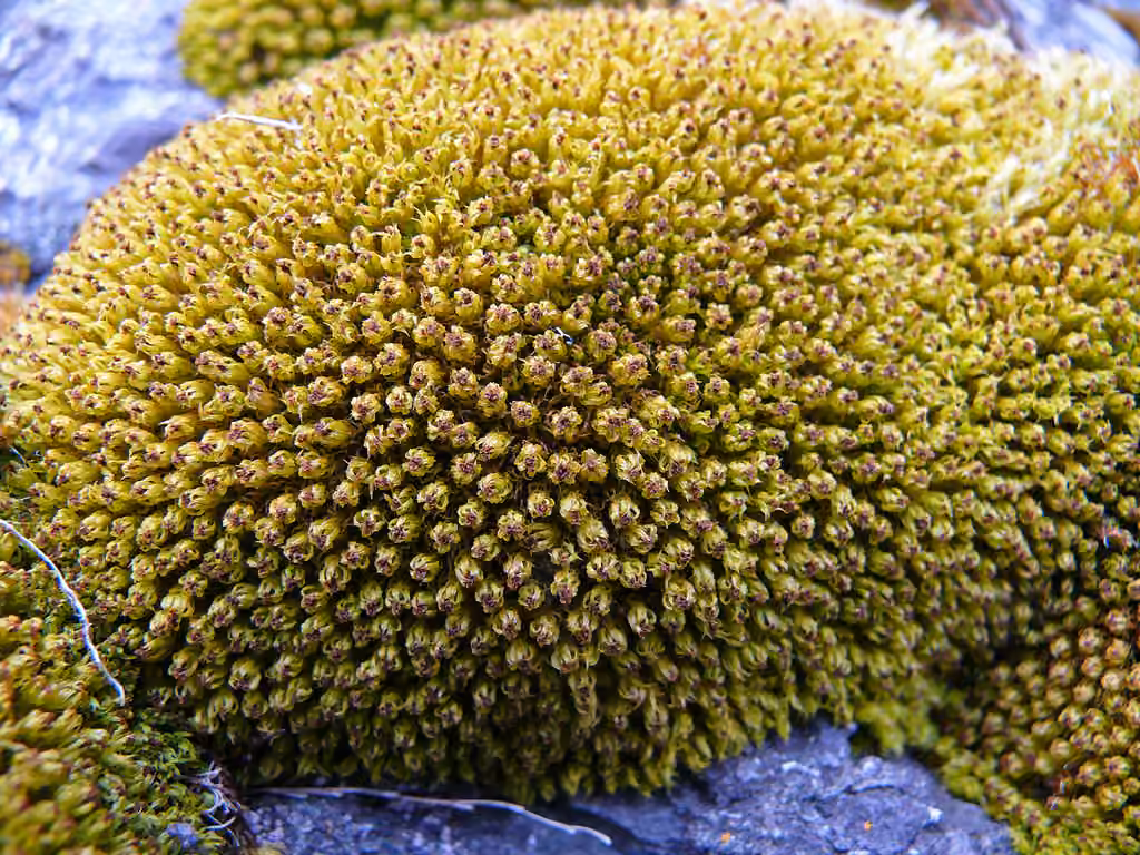 Frizzled Pincushion, photo 3 of 5