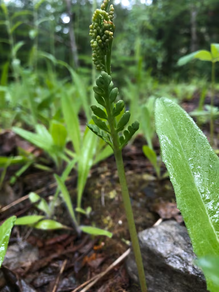 Michigan moonwort, photo 3 of 5
