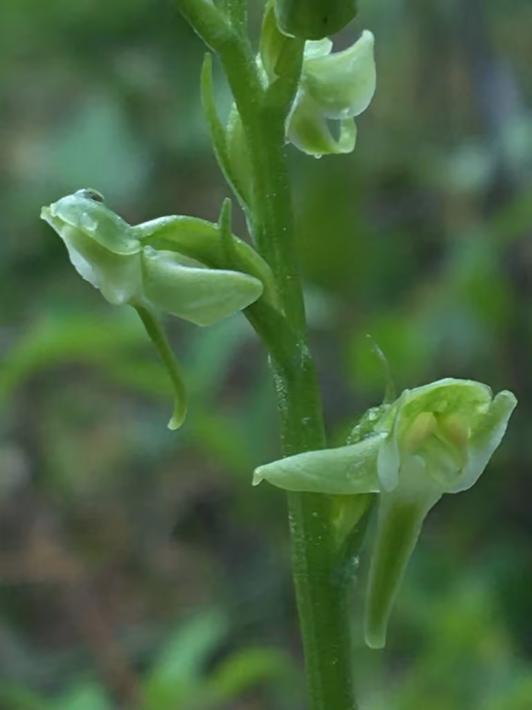 Northern small bog orchid, Flower buds