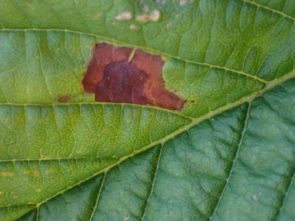 Aesculus leaf blotch, photo 3 sur 5