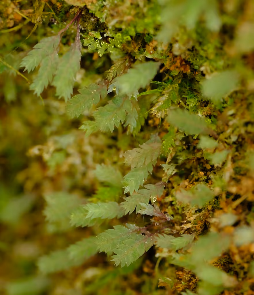 Luminous Moss, photo 3 of 5