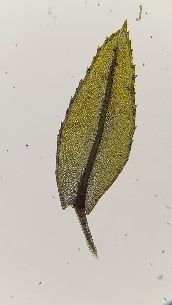 Mnie à feuilles étroites, photo 1 sur 5