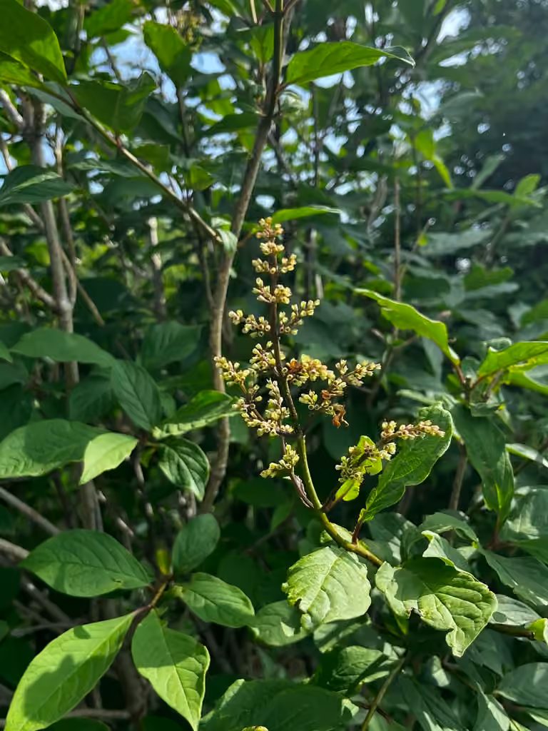 Villous lilac, In fruit