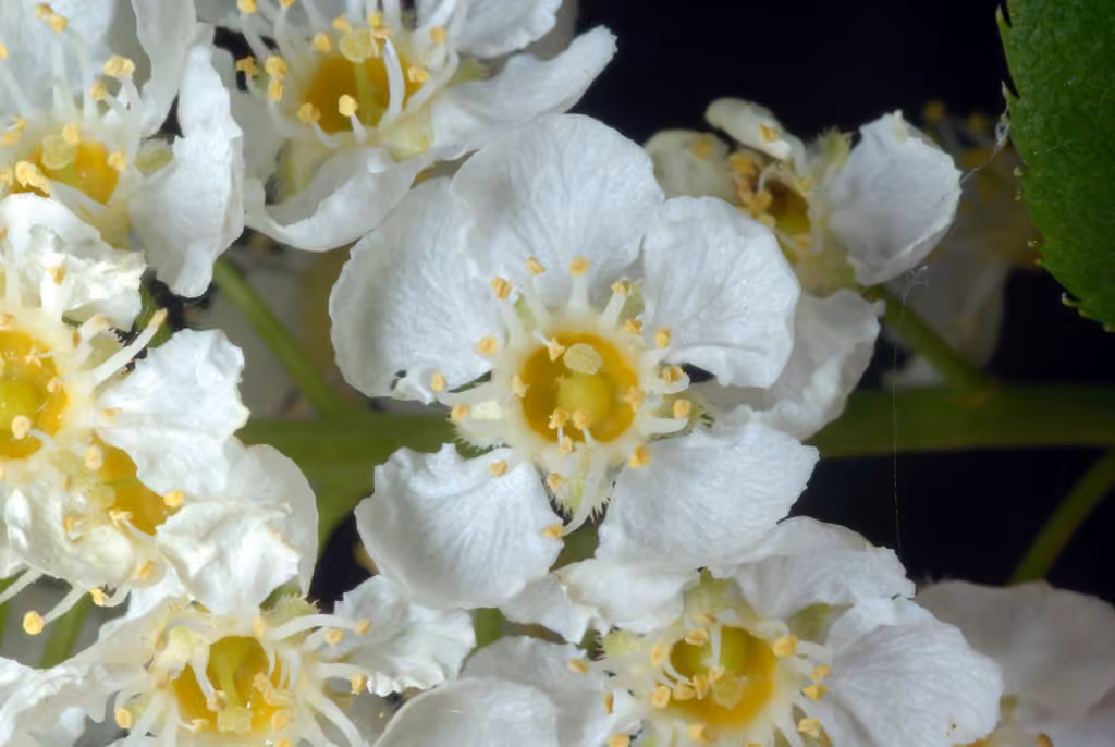 Cerisier de Virginie, En fleurs
