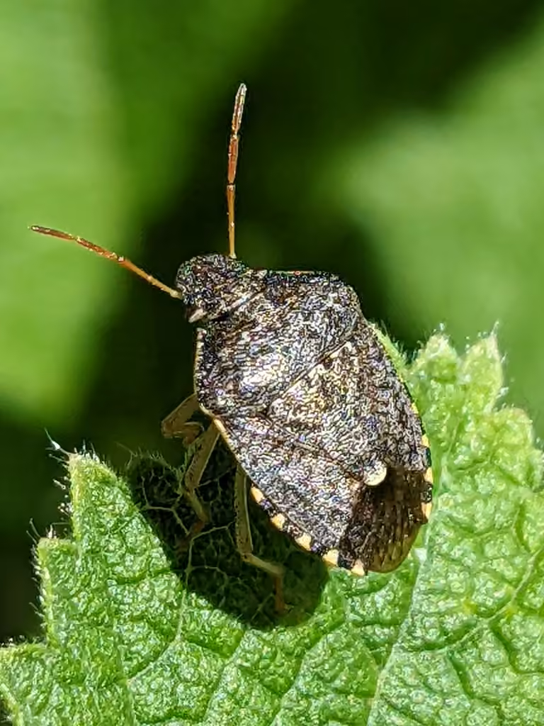 Holcostethus abbreviatus, photo 3 of 5