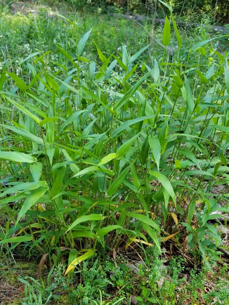 Deer-tongue grass, In flower