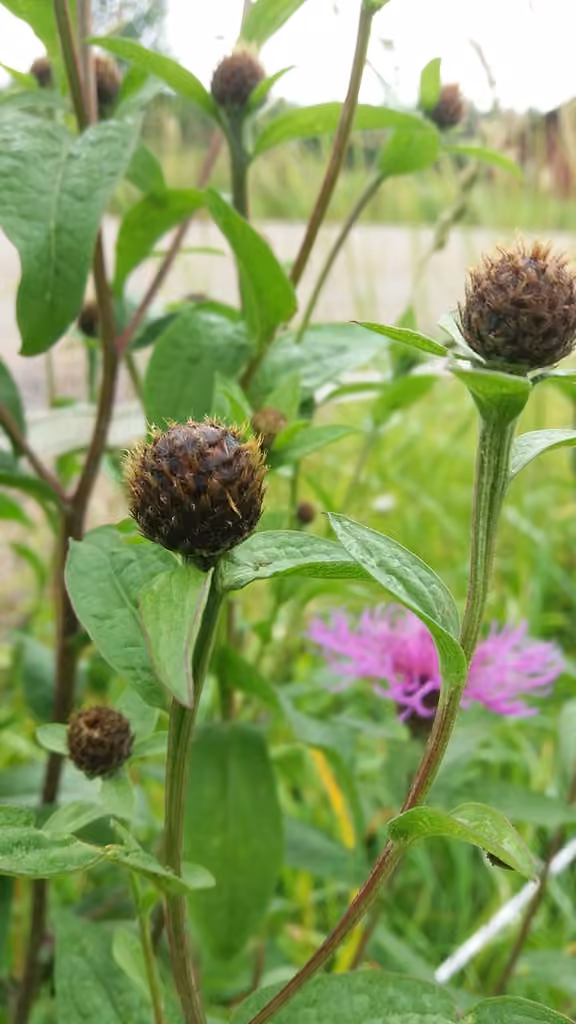 Wig knapweed, photo 3 of 5