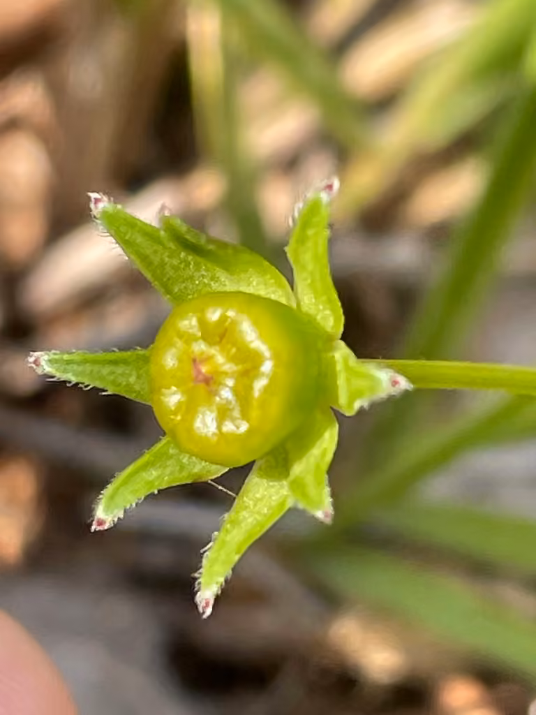 Lanceleaf tickseed, In flower
