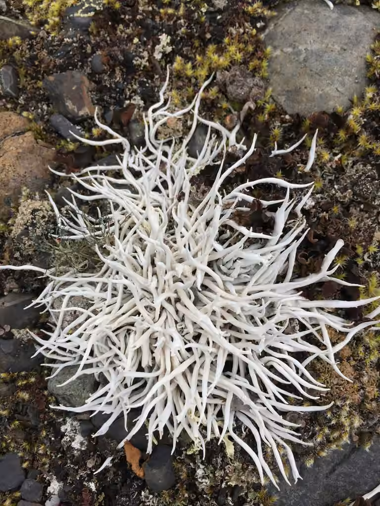 Thamnolie vermiculaire, photo 3 sur 5