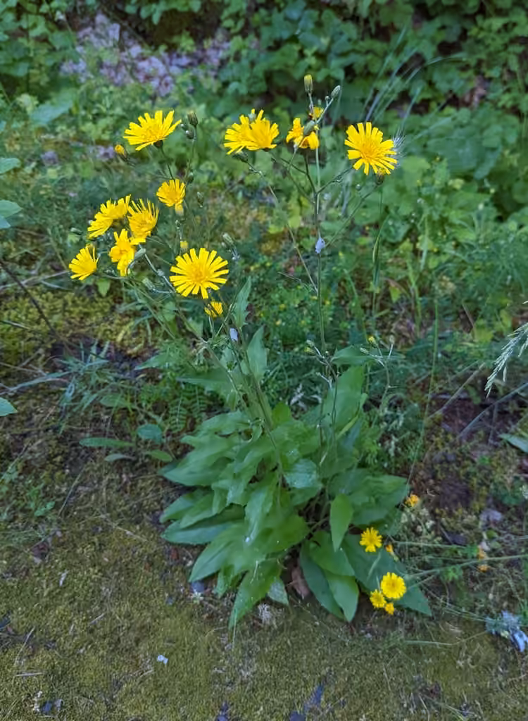 Épervière vulgaire