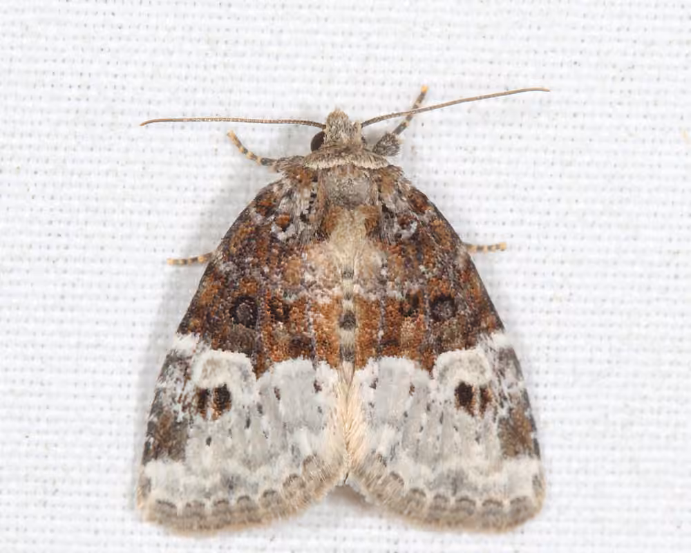 Square-spotted Brocade, Adult