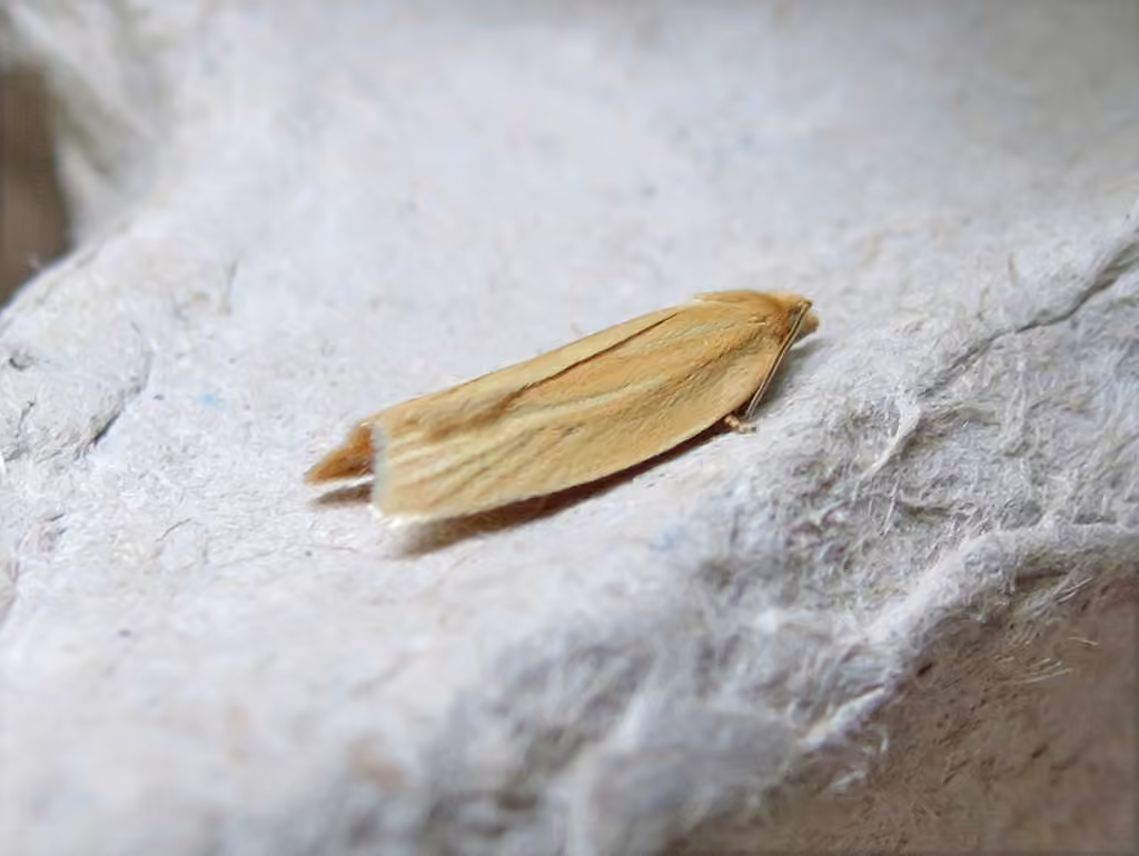 Clemens' Clepsis Moth, photo 1 sur 5