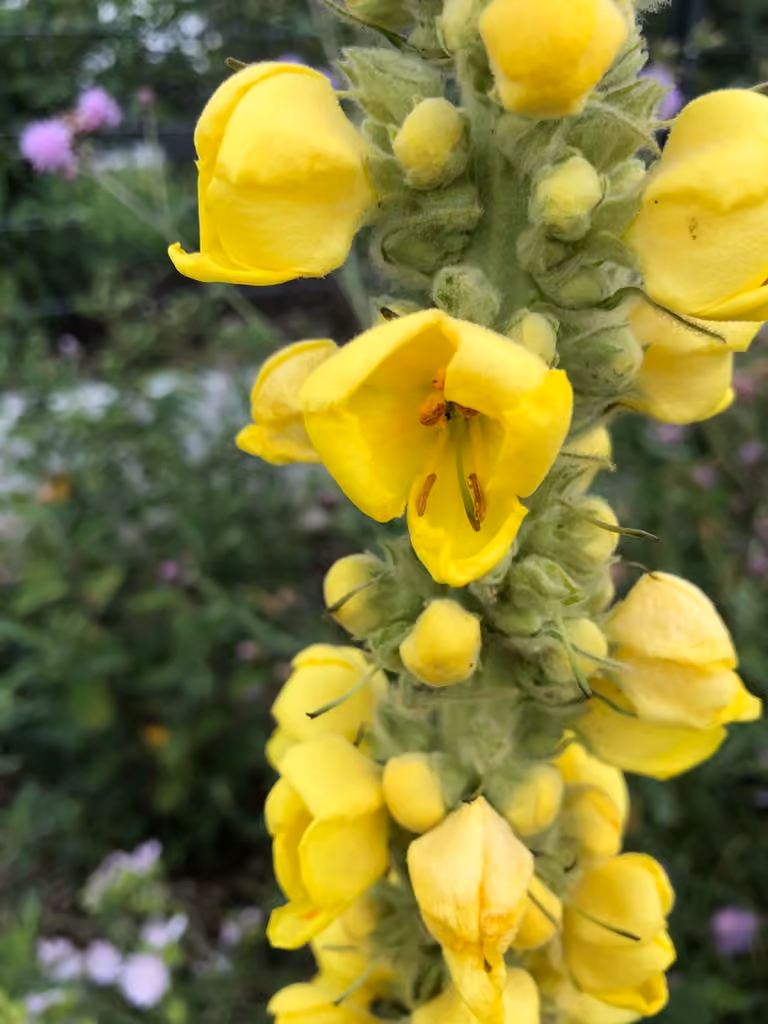 Denseflower mullein, photo 3 of 5