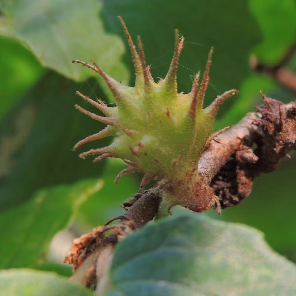 Spiny Witch-Hazel Gall Aphid, photo 1 of 5