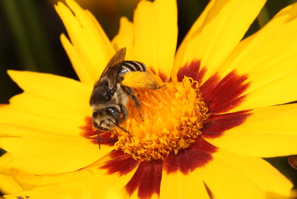 Echinacea Longhorn, photo 1 of 5