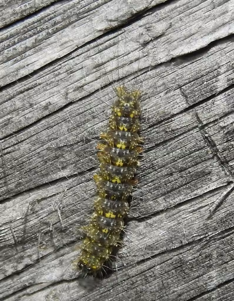 Lithosie orangée, Chenille