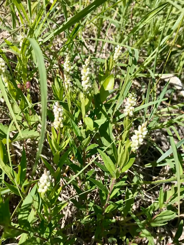 Seneca snakeroot, In flower