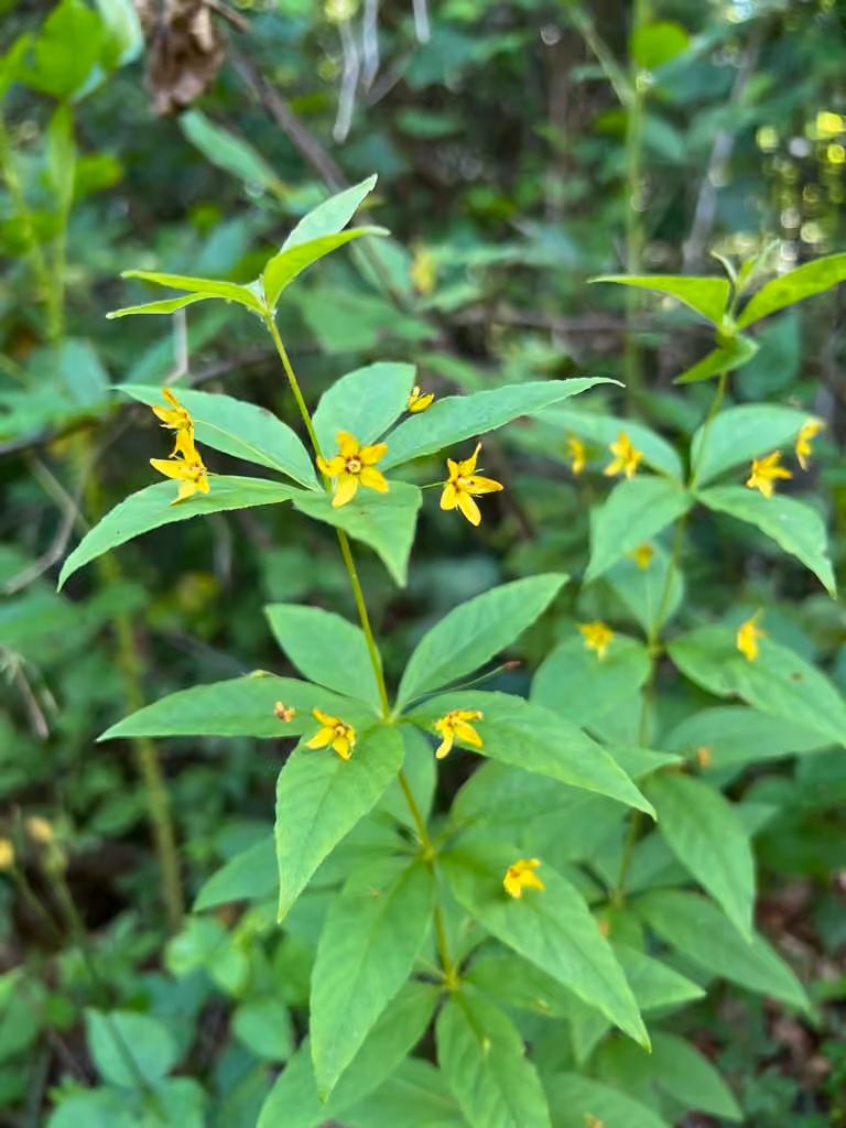 Crosswort, In flower
