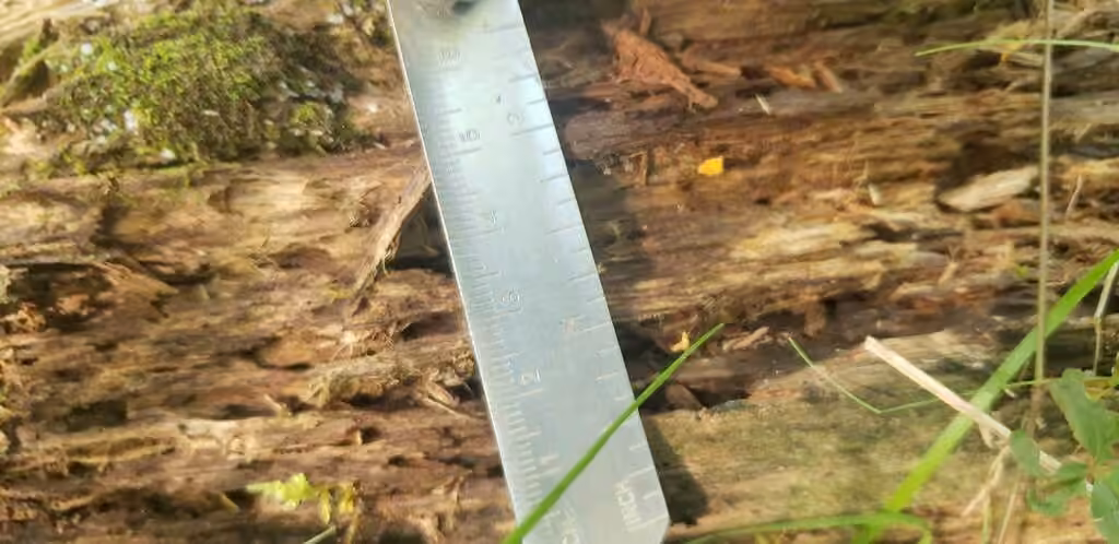 Cordyceps variable, photo 3 sur 5