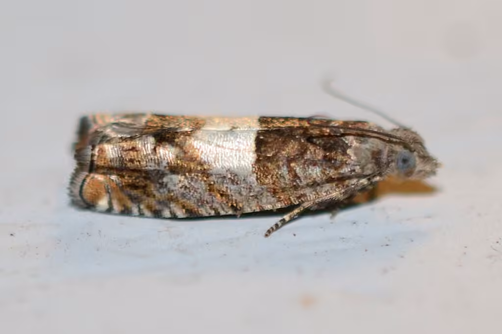 Walker's Epinotia Moth, photo 1 sur 5