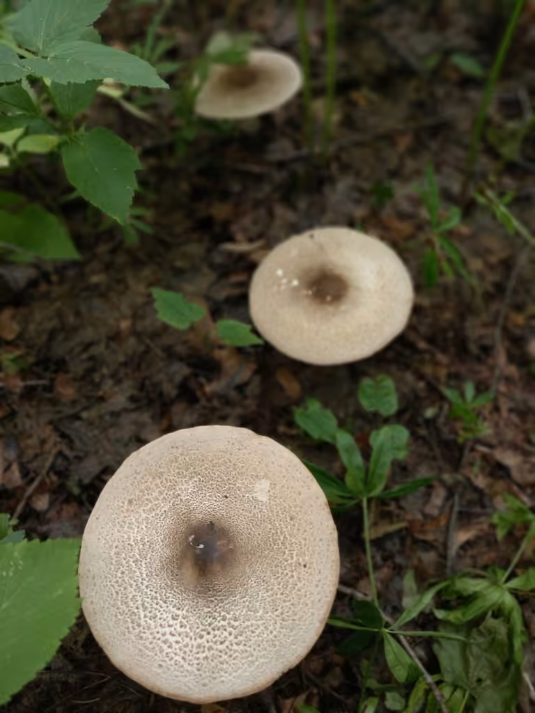 Blushing Wood Mushroom, photo 2 of 5