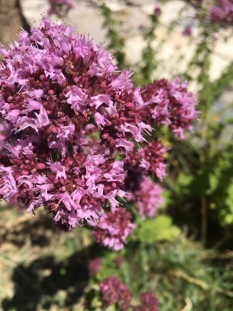 Oregano, In flower