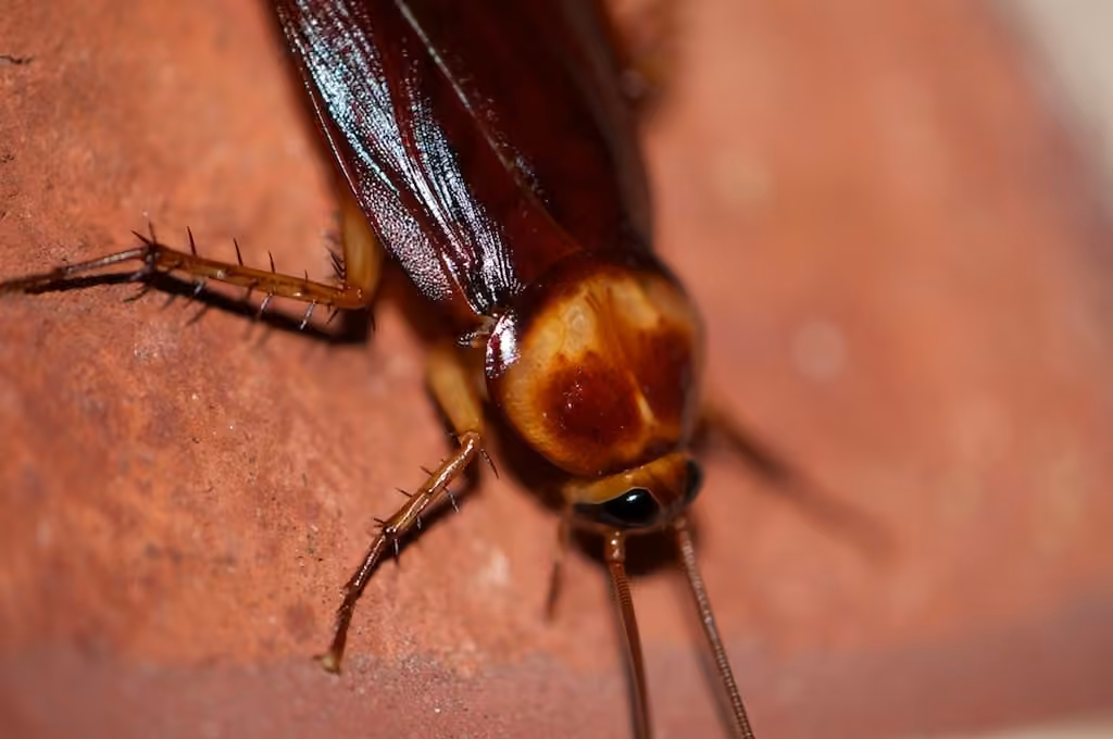 Blatte américaine, photo 2 sur 5