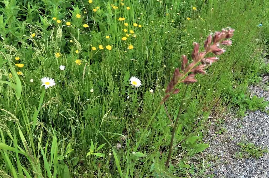 Crested dogstail grass, In flower