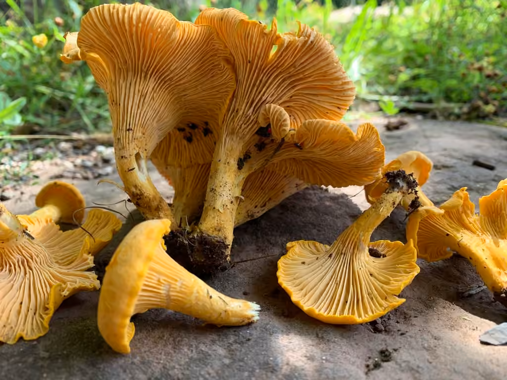 Chanterelle commune