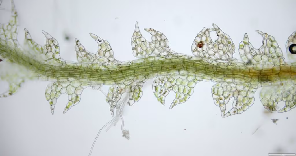 Forcipated Pincerwort, photo 3 of 5